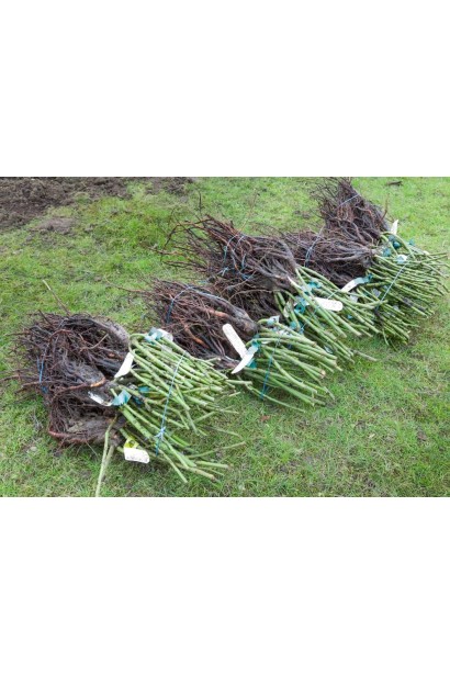 Саджанці троянди Чері Бренді з відкритою кореневою системою 